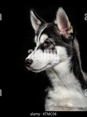 Siberian Husky Welpe (5 Monate alt) auf schwarzem Hintergrund Stockfoto