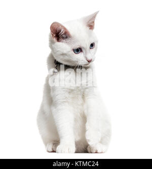 Weiße Katze Mischlingen catwearing eine Glocke Kragen und unten schauend, isoliert auf weißem Stockfoto