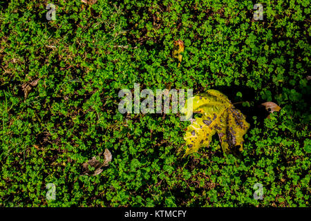Herbst. Laub auf ein Kleeblatt glade. Herbst in Spanien. Stockfoto