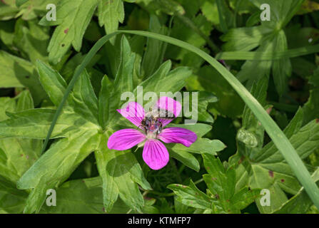 Close-up Bee trinken Nektar aus hellen rot-violette Woodland geranium Flower auf grüne Blätter Hintergrund. Stockfoto