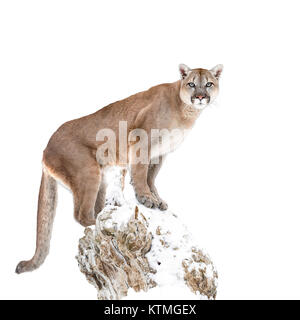 Puma, Cougar auf weißer Hintergrund Stockfoto