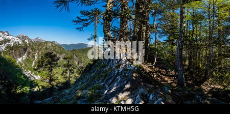 Sendero Quinchol, Huerquehue Nationalpark in den Ausläufern der Anden, Valdivian gemäßigten Regenwald, Araucania region, Chile, Patagonien. Stockfoto