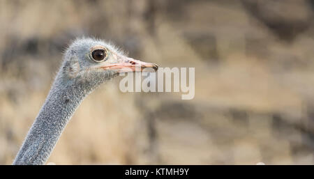 Porträt einer männlichen Südafrikanischer Strauß im Etosha National Park, Namibia Stockfoto