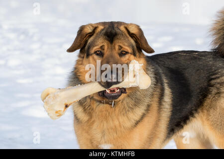 Hund und Knochen Stockfoto