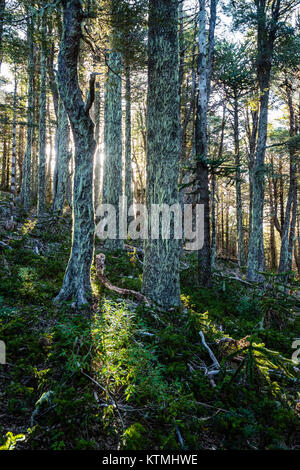 Sendero Quinchol, Huerquehue Nationalpark in den Ausläufern der Anden, Valdivian gemäßigten Regenwald, Araucania region, Chile, Patagonien. Stockfoto