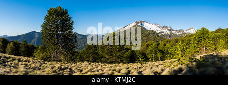 Pampas del Quinchol, Huerquehue Nationalpark in den Ausläufern der Anden, Valdivian gemäßigten Regenwald, Araucania region, Chile, Patagonien. Stockfoto