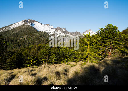 Pampas del Quinchol, Huerquehue Nationalpark in den Ausläufern der Anden, Valdivian gemäßigten Regenwald, Araucania region, Chile, Patagonien. Stockfoto