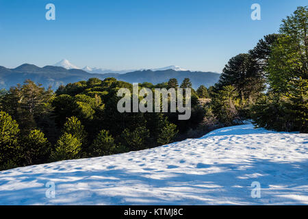 Pampas del Quinchol, Huerquehue Nationalpark in den Ausläufern der Anden, Valdivian gemäßigten Regenwald, Araucania region, Chile, Patagonien. Stockfoto