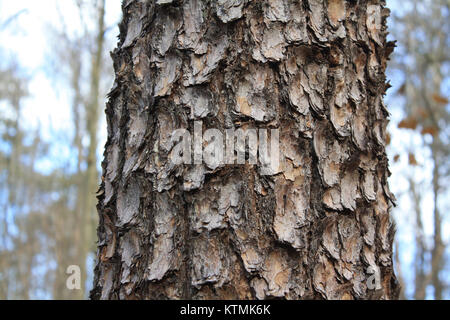 Die Rinde einer ausgewachsenen Ostkiefer (Pinus strobus) zeichnet sich durch ihre lange, schlanke und schuppige Textur aus. Sie dient als Schlüsselmerkmal für die Identifizierung dieser Baumarten. Stockfoto