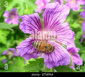 Nahaufnahme einer Biene auf einer Geranium-Blume, die die komplizierten Details der Anatomie der Biene und der Blütenblätter der Blume einfängt. Das Bild zeigt die symbiotische Beziehung zwischen Bestäubern und blühenden Pflanzen. Stockfoto