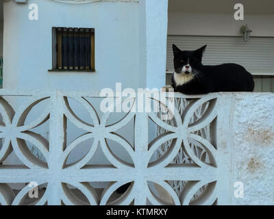Kat. Schwarze und weiße Katze auf einem Stein Zaun. Stockfoto