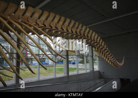 Beaty Biodiversität Museum Wal 8. Stockfoto