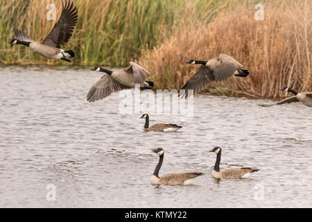 Kanada Gänse vom Sumpf in Nordkalifornien. Stockfoto