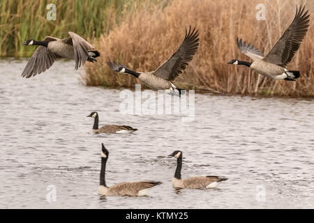 Kanada Gänse vom Sumpf in Nordkalifornien. Stockfoto