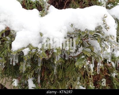 Close-up auf schneebedeckte Tanne mit Eiszapfen Stockfoto