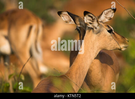 Impala (rooibok) im Krüger National Park, Südafrika Stockfoto