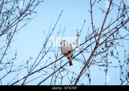Männliche house Sparrow, Passer domesticus, saß auf einem Ast im Volkspark am Weinbergsweg, Berlin, Deutschland Stockfoto