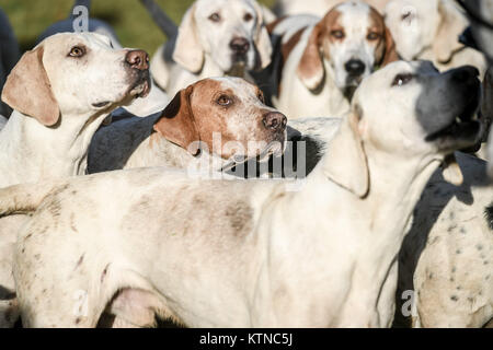 Jagdhunde an den Herzog von Beaufort's Boxing Day Jagd bei Didmarton in Gloucestershire. Stockfoto