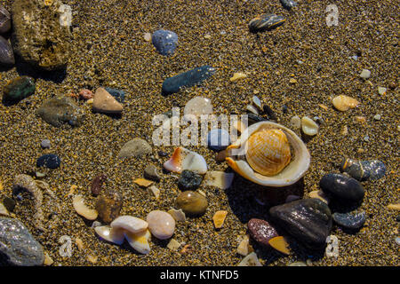 Strand, Makro. Steine, Muscheln, Meer. Marbella. Provinz Malaga, Costa del Sol, Andalusien, Spanien. Stockfoto