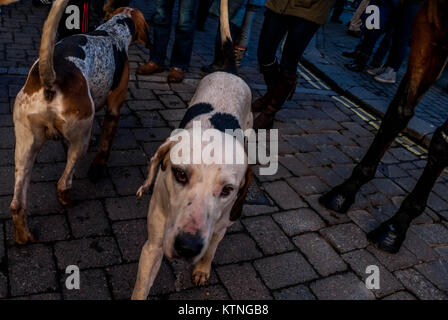 Leominster, Großbritannien. 26 Dez, 2017. Ein Hund wandert durch die Menge, als Hunderte von Menschen in Leominster des Mais Square sammeln Die traditionelle Zusammenkunft der 99 Jahre alten Norden Herefordshire Jagd auf Boxing Day in Leominster am 26. Dezember 2017 zu beobachten. Stockfoto