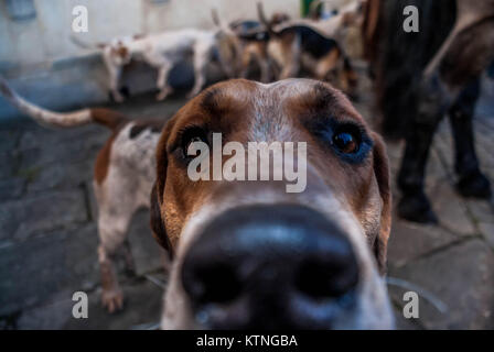 Leominster, Großbritannien. 26 Dez, 2017. Ein Hund wandert durch die Menge, als Hunderte von Menschen in Leominster des Mais Square sammeln Die traditionelle Zusammenkunft der 99 Jahre alten Norden Herefordshire Jagd auf Boxing Day in Leominster am 26. Dezember 2017 zu beobachten. Stockfoto