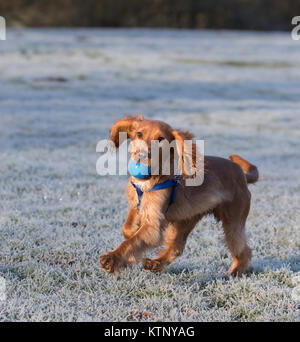 Kidderminster, Großbritannien. 28. Dezember, 2017. UK Wetter: Jeder ist, genießen die herrliche Morgensonne nach einem Einfrieren beginnen mit tückischen Bedingungen. Quelle: Lee Hudson/Alamy leben Nachrichten Stockfoto