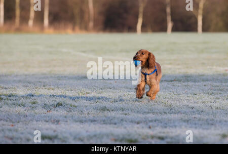 Kidderminster, Großbritannien. 28. Dezember, 2017. UK Wetter: Jeder ist, genießen die herrliche Morgensonne nach einem Einfrieren beginnen mit tückischen Bedingungen. Quelle: Lee Hudson/Alamy leben Nachrichten Stockfoto