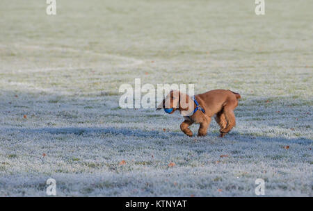 Kidderminster, Großbritannien. 28. Dezember, 2017. UK Wetter: Jeder ist, genießen die herrliche Morgensonne nach einem Einfrieren beginnen mit tückischen Bedingungen. Quelle: Lee Hudson/Alamy leben Nachrichten Stockfoto