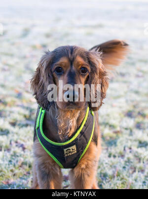 Kidderminster, Großbritannien. 28. Dezember, 2017. UK Wetter: Jeder ist, genießen die herrliche Morgensonne nach einem Einfrieren beginnen mit tückischen Bedingungen. Quelle: Lee Hudson/Alamy leben Nachrichten Stockfoto