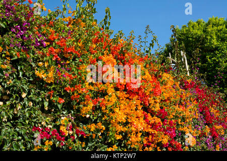 Bunte Bougainvillea Blumen, Lanzarote, Kanarische Inseln, Spanien. Stockfoto