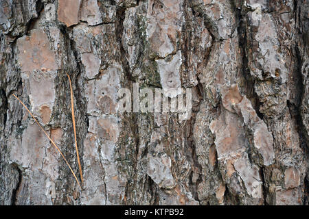 Nahaufnahme der dicke Rinde oder Gelb auf einem Loblolly Pine Tree. Stockfoto