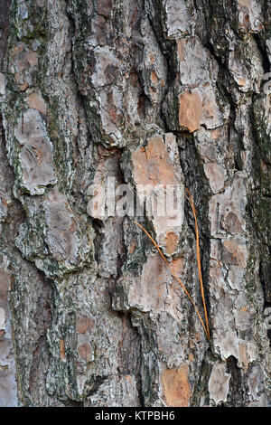 Nahaufnahme der dicke Rinde oder Gelb auf einem Loblolly Pine Tree. Stockfoto