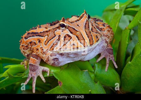 Fantasy-gehörnten Frosch Ceratophrys Cornuta X cranwelli Stockfoto