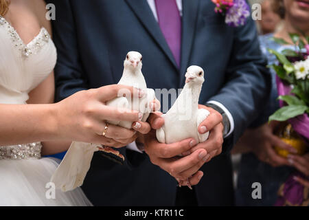 Schließen Sie die zwei weißen Tauben in Händen von Braut und Bräutigam. Hochzeit traditio Stockfoto