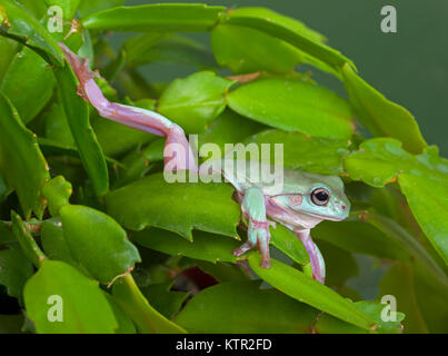 Weißen Laubfrosch Litoria caerulea Stockfoto