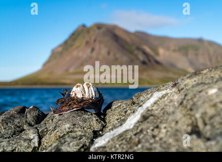 Alte Muschel mit Muscheln auf einem Felsen mit Bergen im Hintergrund in Island. Stockfoto