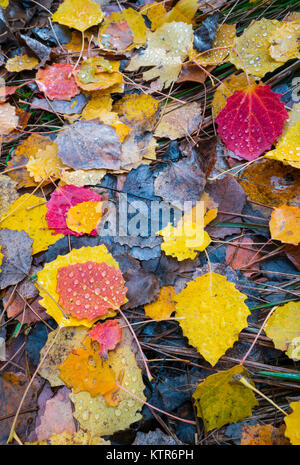 Herbst, Populus tremula, allgemein genannt Aspen, gemeinsame Aspen, Eurasischen Aspen, Europäischen Aspen oder Beben Aspen, Jacetania, Huesca, Aragón, Spanien, Euro Stockfoto