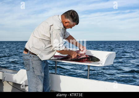 Reinigung eines frisch gefangenen Fische auf dem Boot, Cape Cod, Massachusetts, USA. Stockfoto