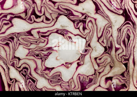Makroaufnahme zentriert auf das Herz eines geschnittenen Rotkohl, das komplexe weiße und violette wellige Muster zeigt, abstrakter Hintergrund Stockfoto