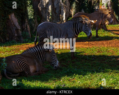 Zebras in Parque de la Naturaleza de Cabárceno. Spanien. Stockfoto