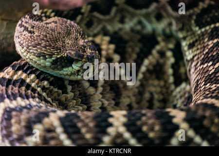 Östlichen diamondback Rattlesnake. Crotalus adamanteus ist ein Pit viper Arten im Südosten der Vereinigten Staaten gefunden. Stockfoto