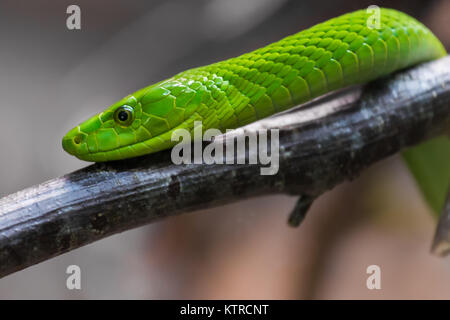 Die östliche Grüne Mamba (Dendroaspis angusticeps), auch als die gemeinsame Mamba bekannt, East African Green Mamba grüne Mamba, oder Weiß-mouthed Mamba. Stockfoto