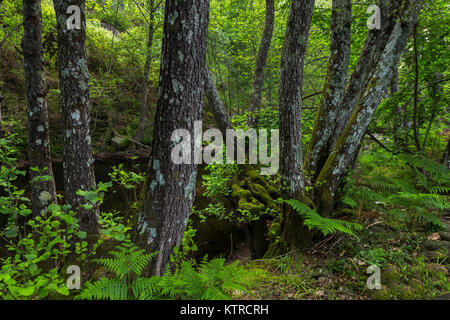 Garganta de Pedro Chate. Landschaft in der Nähe von Jaraiz de la Vera, Caceres. Der Extremadura. Spanien. Stockfoto