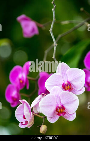 Eine Auswahl von rosa und lila Orchideen Blumen Stockfoto