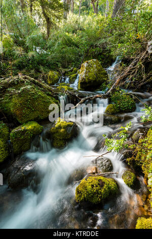 Wasserfall im Huerquehue Nationalpark in den Ausläufern der Anden, in der Valdivian gemäßigten Regenwald der La Araucania Region. Stockfoto