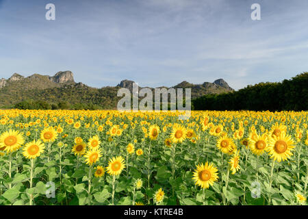 Schöne Sonnenblumen mit moutain Hintergrund auf Sunrise, die berühmten Sehenswürdigkeiten Blume auf Winter in der Provinz Lop Buri Stockfoto