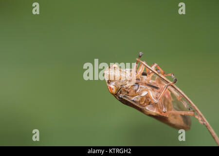 Gemeinsame Froghopper (Philaenus spumarius) auf dem Ende eines Gras Stammzellen thront. Thurles, Tipperary, Irland. Stockfoto