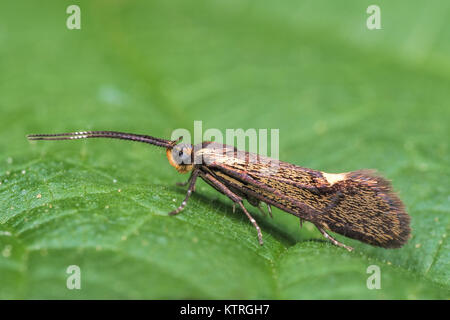 Schwefel Tubic Motte (Esperia sulfurella) in Ruhe auf einem dornbusch Blatt. Cahir, Tipperary, Irland. Stockfoto