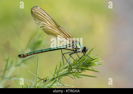 Gebänderte Demoiselle Damselfly weiblich (Calopteryx splendens) auf ginster thront. Goatenbridge, Tipperary, Irland. Stockfoto