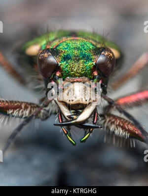 Green Tiger Beetle (Cicindela campestris) Nahaufnahme Foto der Kopf, die Augen und die Kiefer. Goatenbridge, Tipperary, Irland. Stockfoto